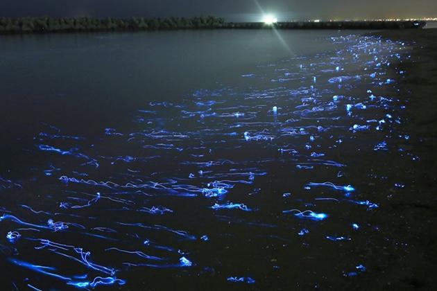 Calamares luminosos hotaru ika, Japon