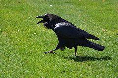 Cuervos de la Torre de Londres