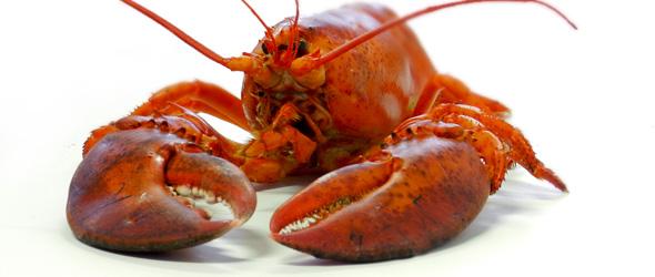 langostas