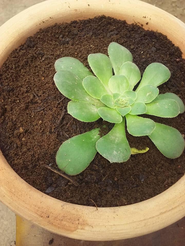 12235109_446943308830884_2980146881151154985_n