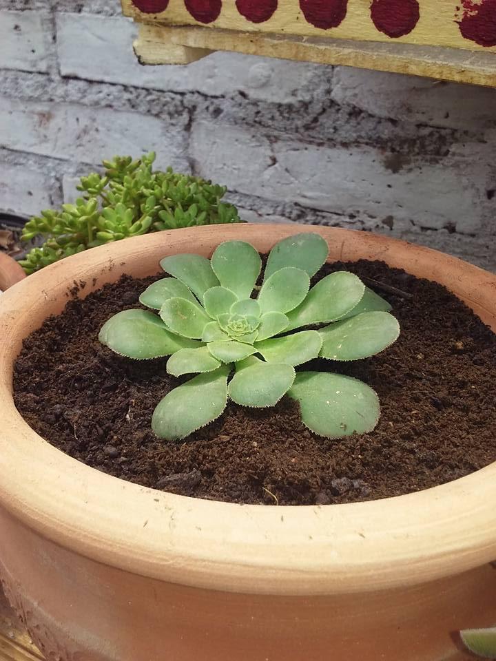 12249667_446943288830886_3538714283161419275_n