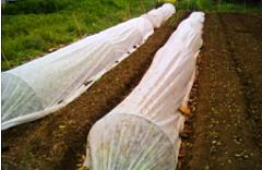 manta termica en mini tunel de cultivo