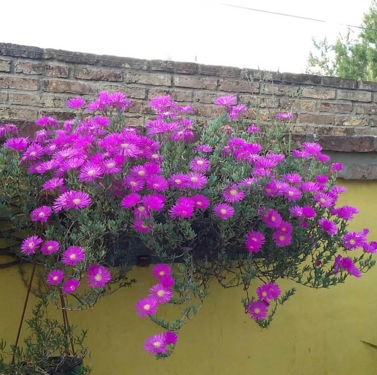 12144038_174686546210243_187253138_n(1)