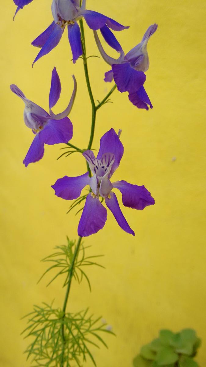 IMG_20151031_114923012