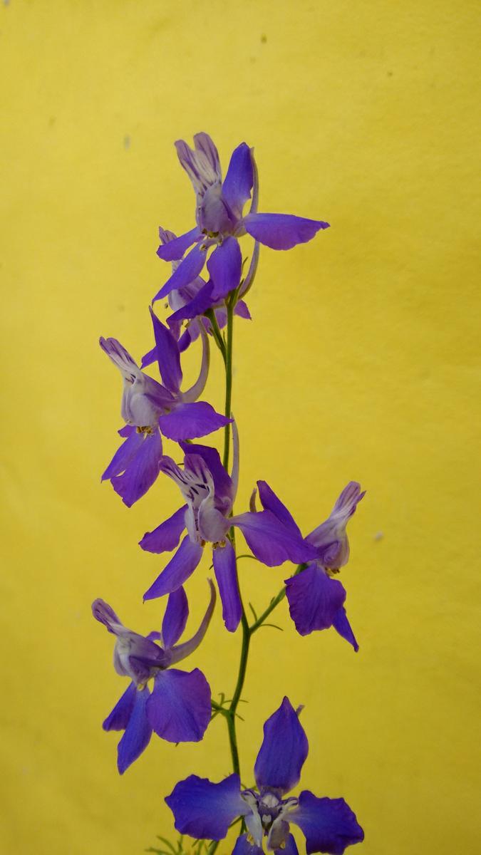 IMG_20151031_114932138