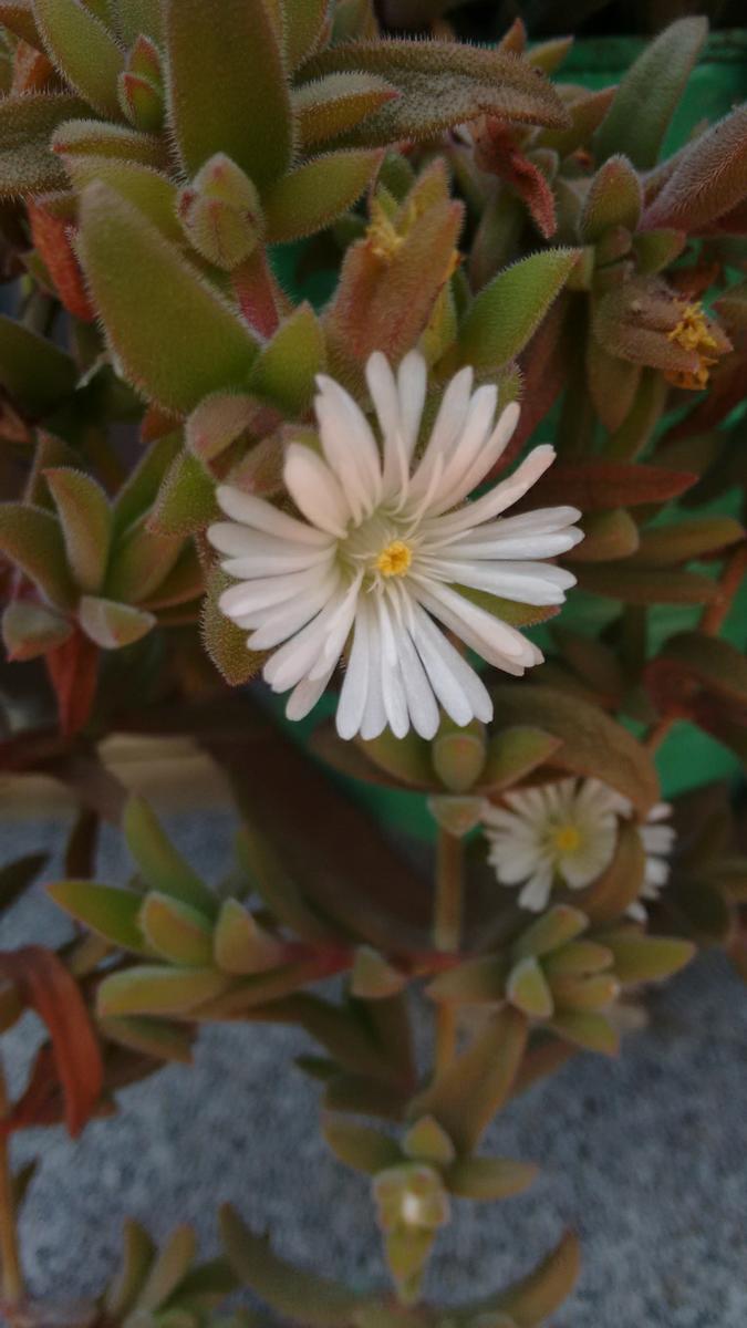 IMG_20151021_113057834