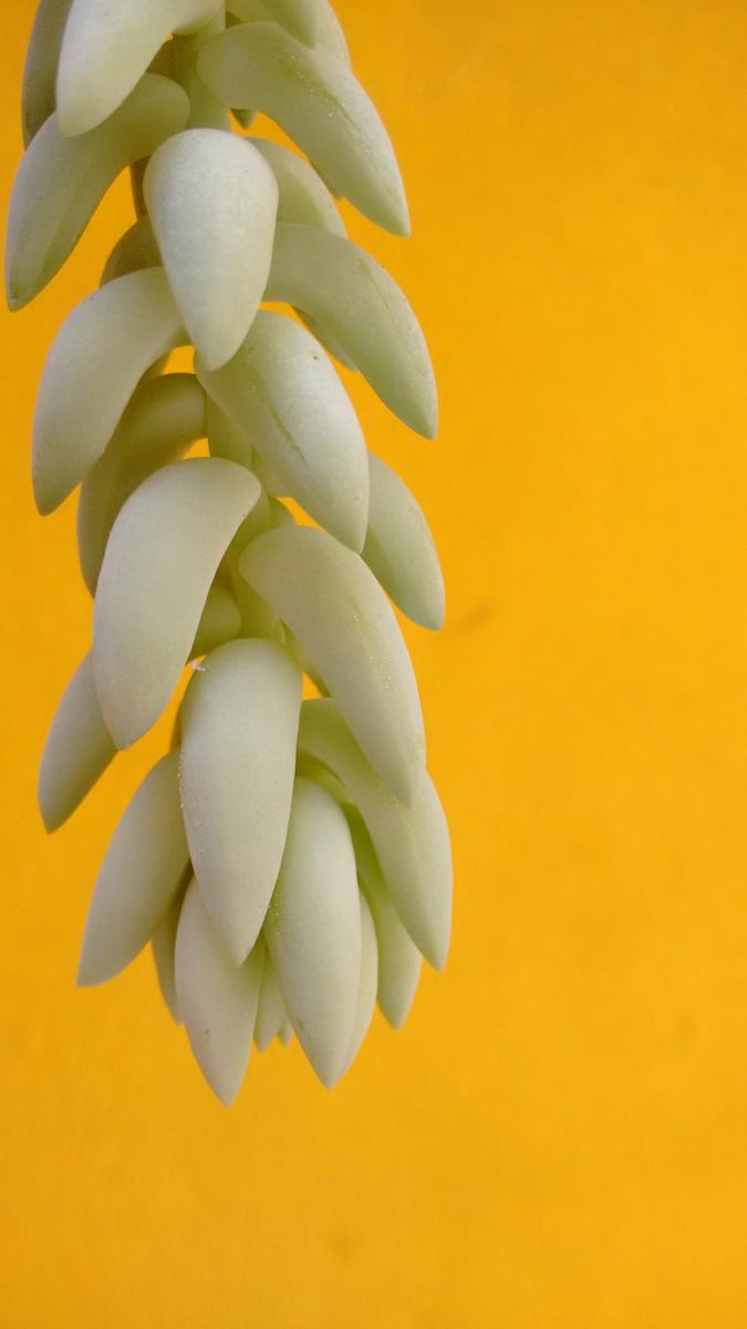 IMG_20151116_115127427