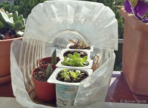 MINI INVERNADERO 2