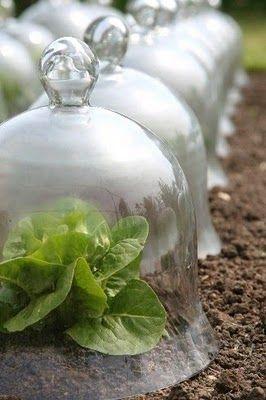 Invernaderos pequeños 15