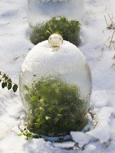 Invernaderos pequeños 13