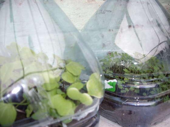 Invernaderos pequeños 4