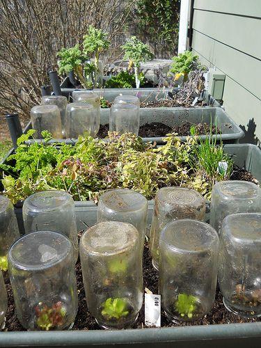 Invernaderos pequeños 6