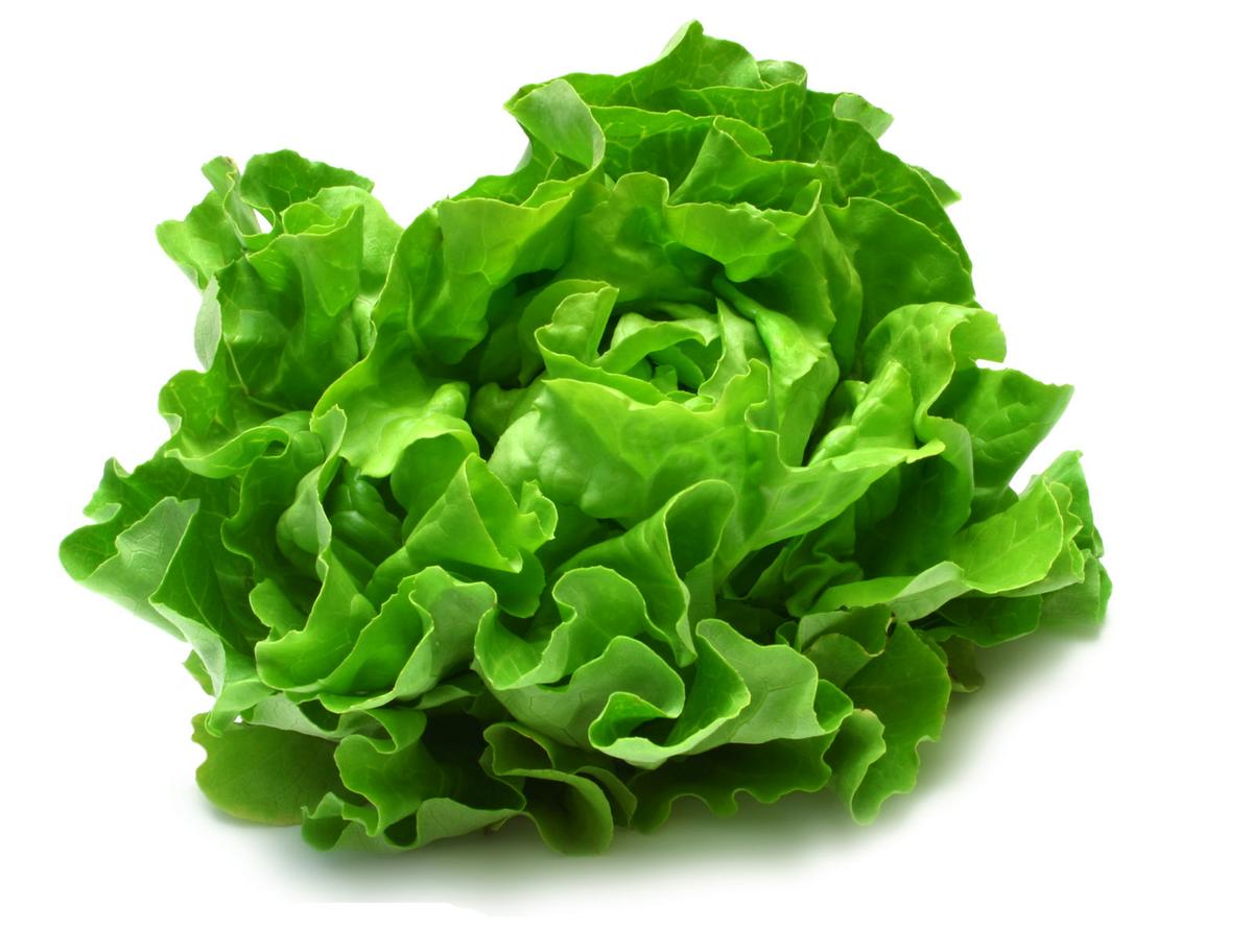 lechuga