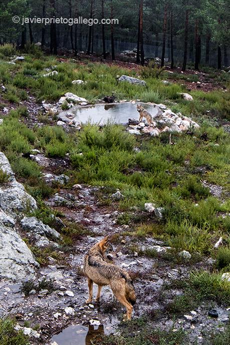 Centro del Lobo. Robledo. Comarca de Sanabria. Zamora. Castilla y León. España © Javier Prieto Gallego;