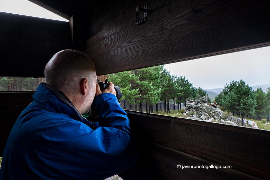 Centro del Lobo. Robledo. Comarca de Sanabria. Zamora. Castilla y León. España © Javier Prieto Gallego;