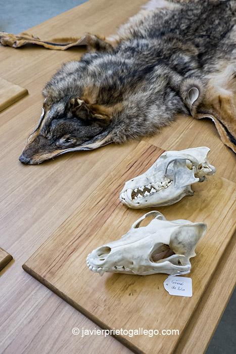 Piel y cráneos de lobo en la Sala de documentación. Centro del Lobo. Robledo. Comarca de Sanabria. Zamora. Castilla y León. España © Javier Prieto Gallego;