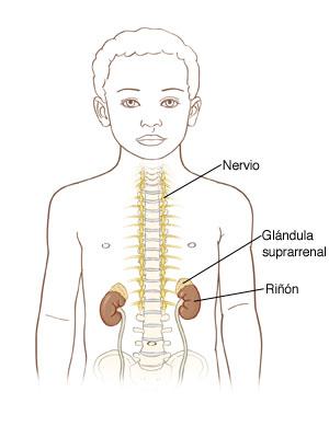 Anterior view of toddler boy showing spine, spinal nerves, kidneys, and adrenals