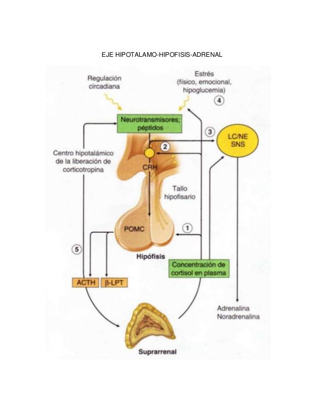 Insuficiencia suprarrenal 3