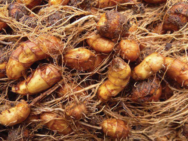 1fe08fd3a76be310724105b5ee987244