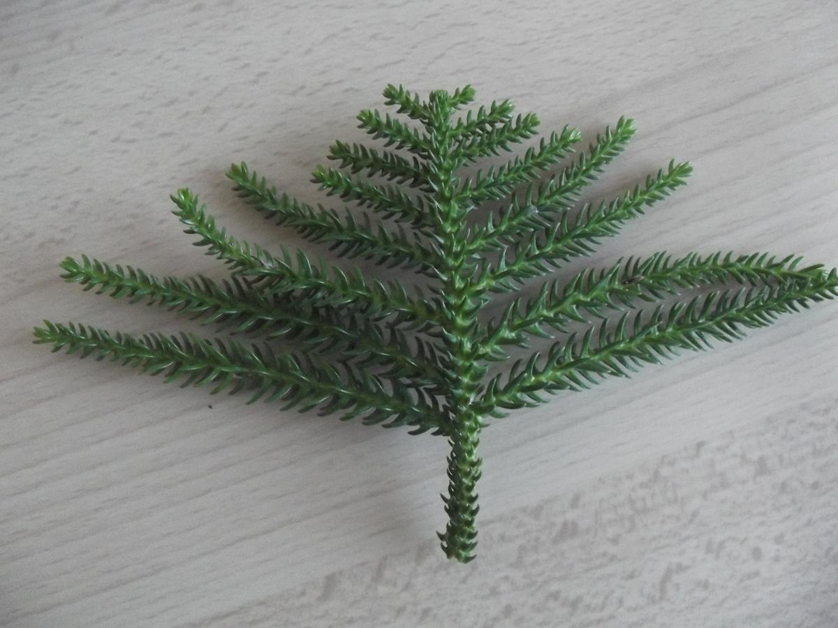 hoja de abeto para decoración natural