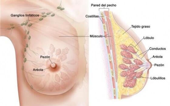 enfermedades de la mama