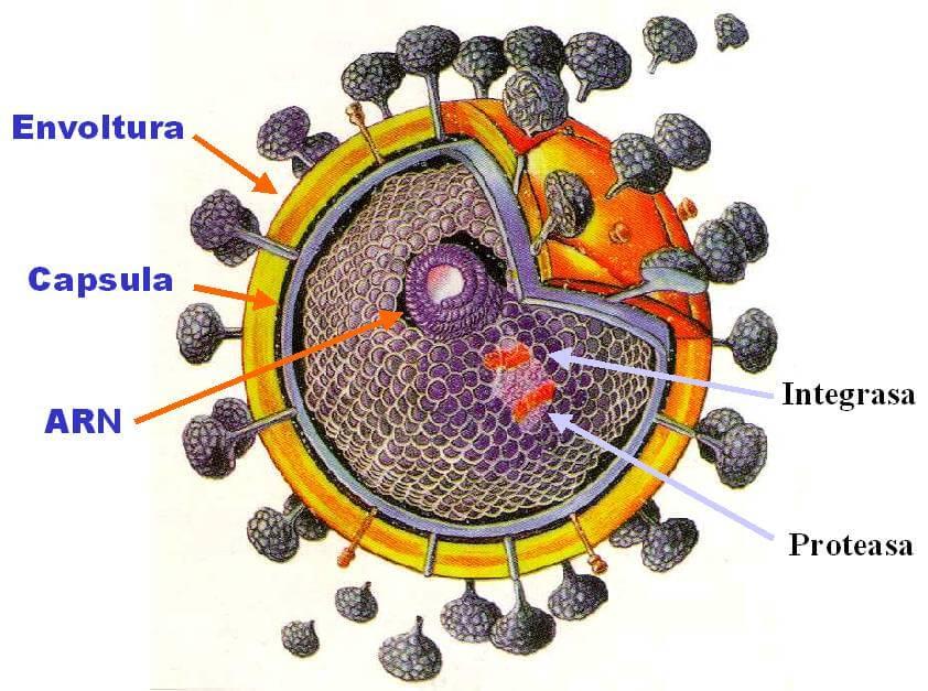 citomegalovirus