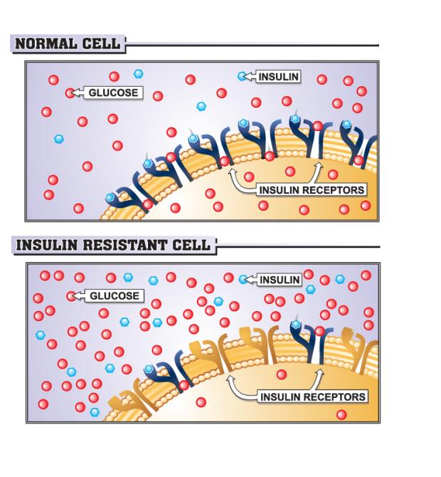 insulin-cell-[Converted]