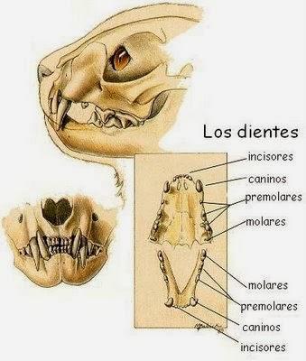 cuidar-dientes-gato-correctamente