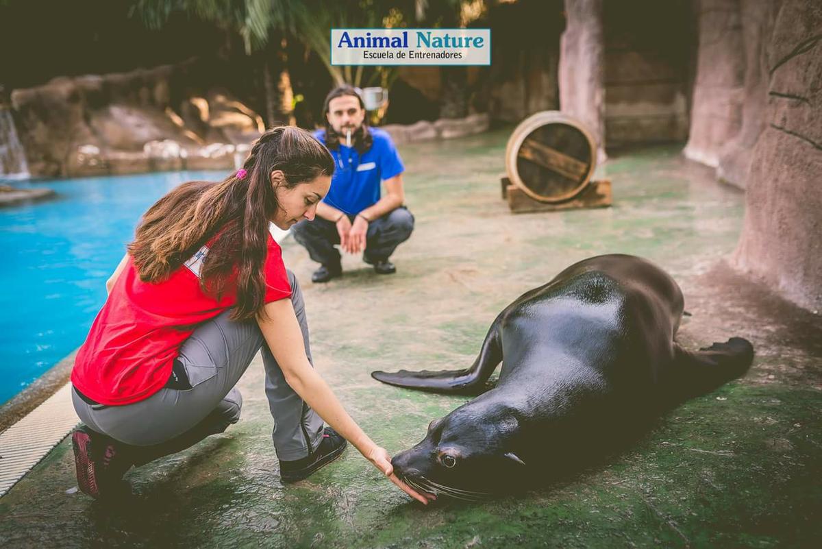 Entrenamiento de leones marinos