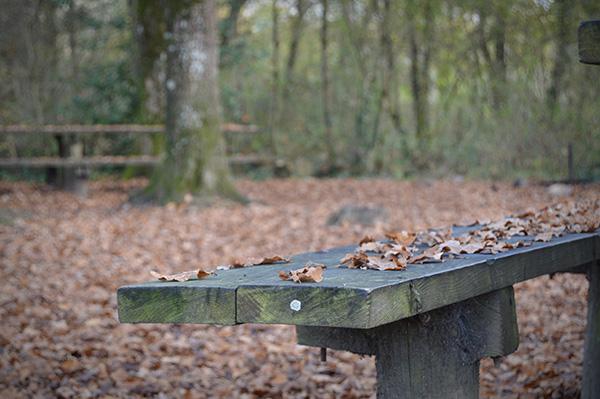 AllYourSites-bosque-de-orgi-2