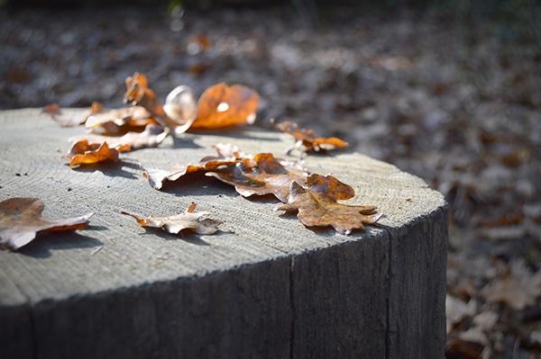 AllYourSites-bosque-de-orgi-4