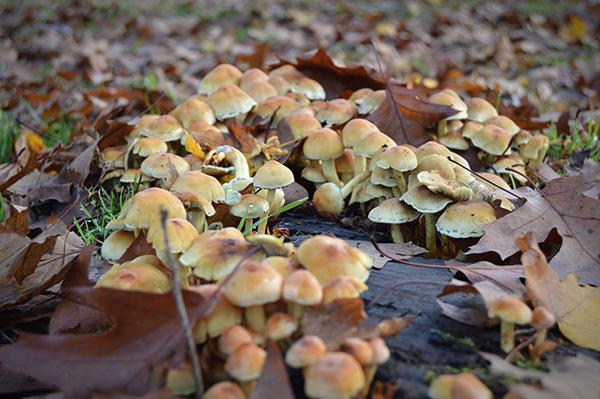 AllYourSites-bosque-de-orgi-6