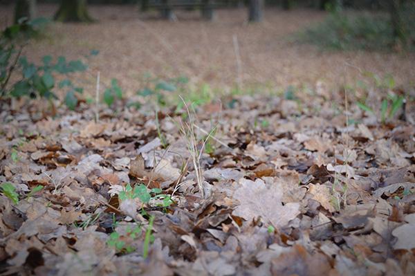 AllYourSites-bosque-de-orgi-7