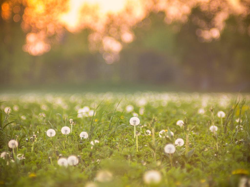 Ideas sobre Competencia Lectora