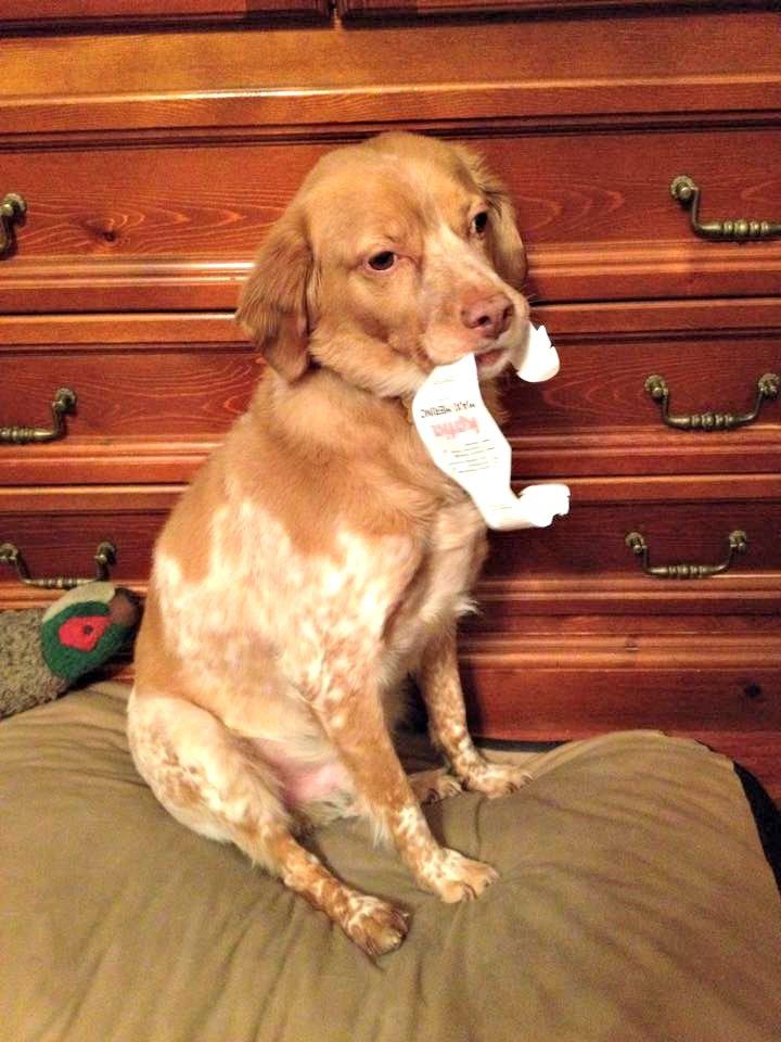 Perro con lana Katia