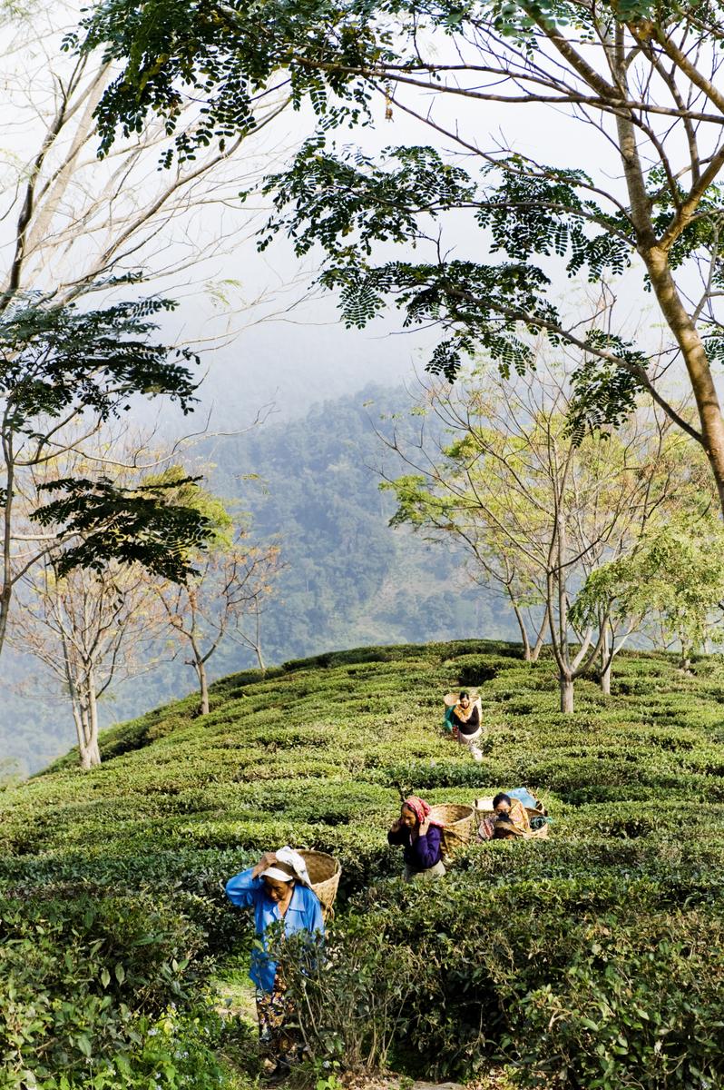 Darjeeling, té, plantación, Grenburn Tea Estate