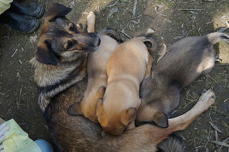 salvan-madre-y-cachorros-enterrados-vivos