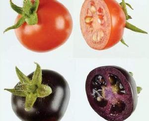 tomates_morados_www_jano_es1_large