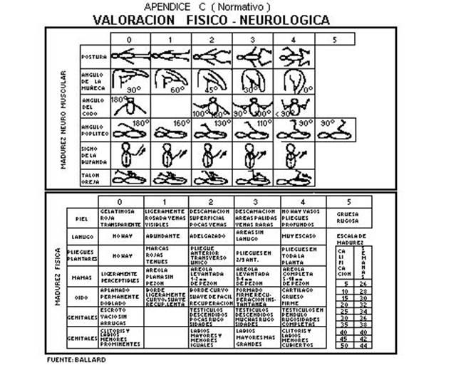 Recién nacido-Ballard