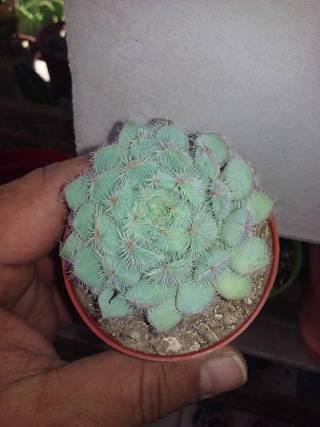 Echeveria setosa 1.jpg