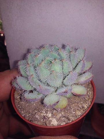 Echeveria setosa.jpg
