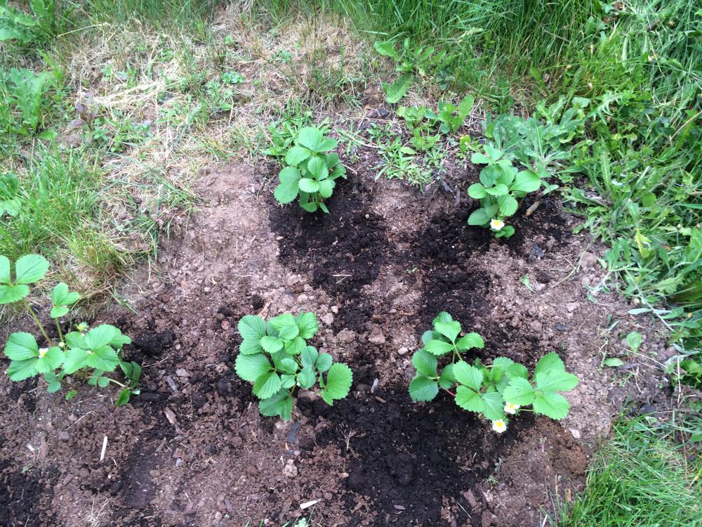 Fresas-transplantadas