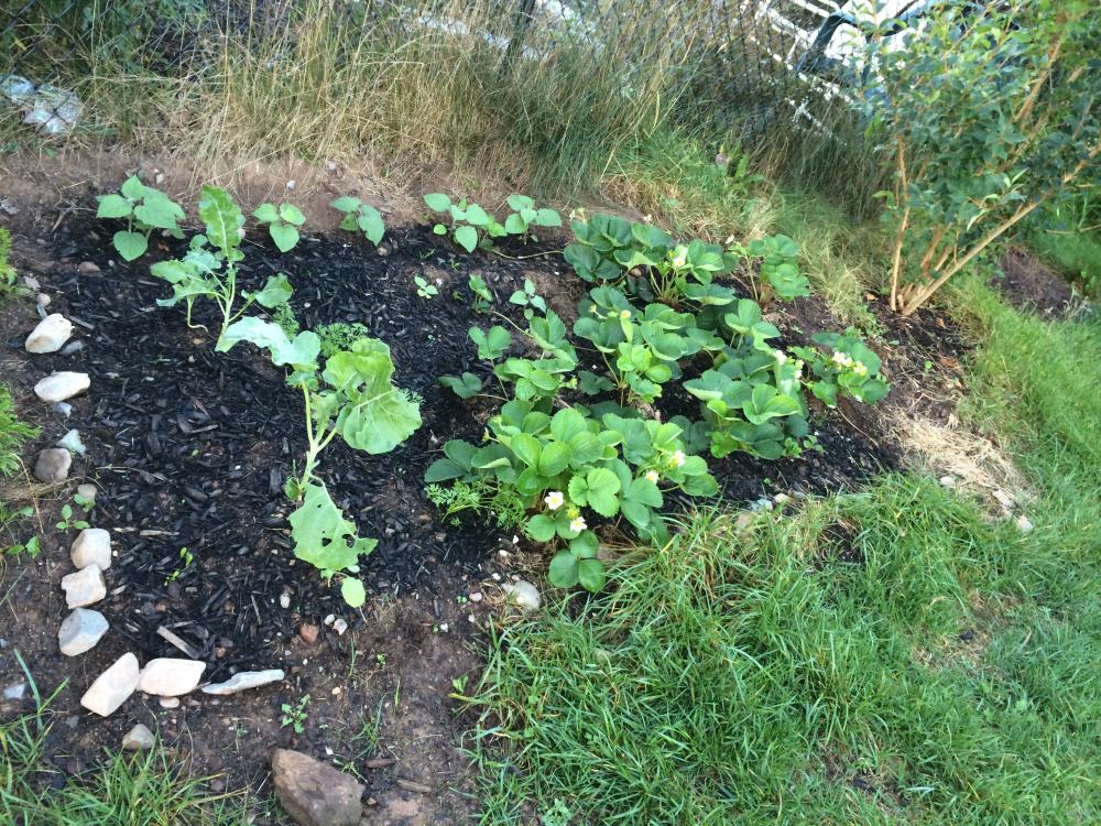 Fresas 6 meses después