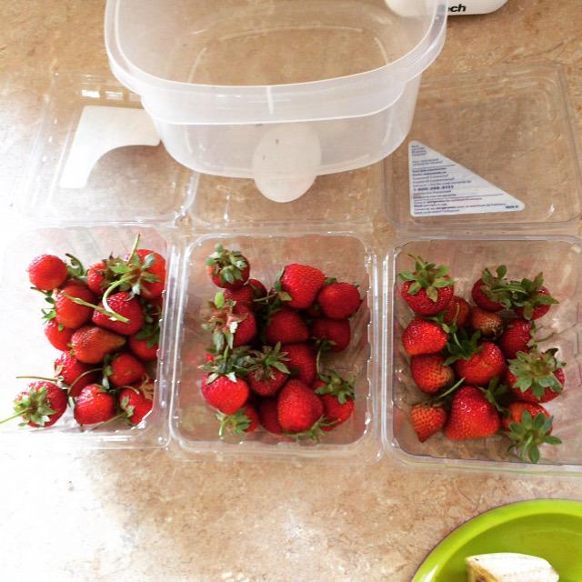 Cosecha-fresa-una-semana