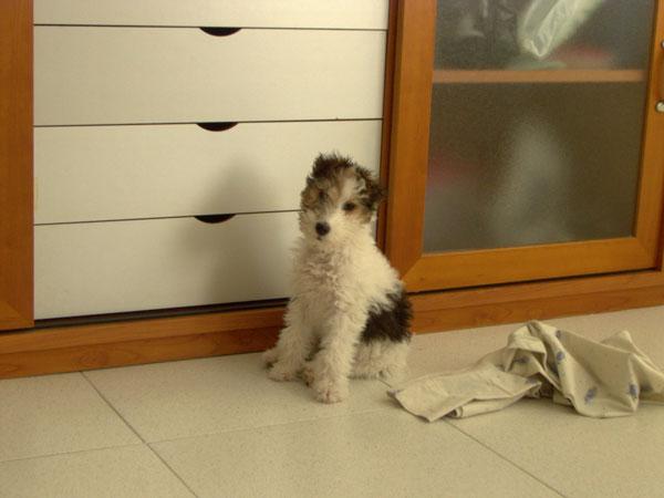 fox_terrier_blanca_casamya_blog_ana_pla_interiorismo_decoracion_2