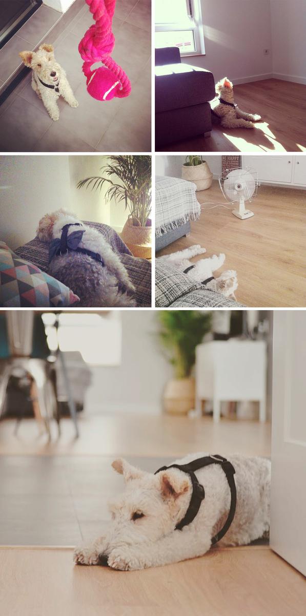 fox_terrier_blanca_casamya_blog_ana_pla_interiorismo_decoracion_9