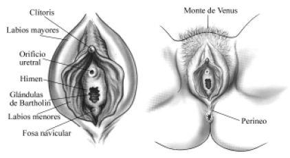 Estudio de la paciente ginecológica-genitales externos