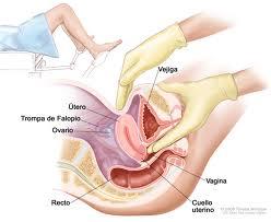 Estudio de la paciente ginecológica-tacto