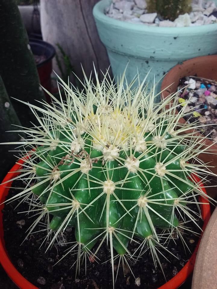 Echinocactus grusonii mio 2.jpg