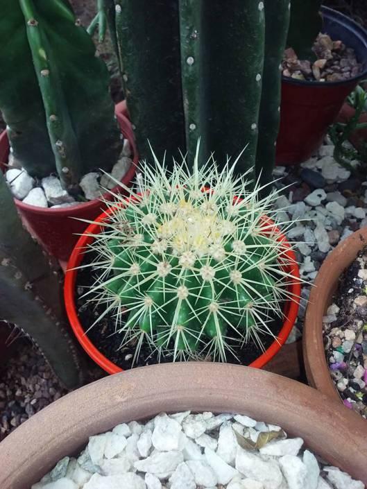 Echinocactus grusonii mio 3.jpg